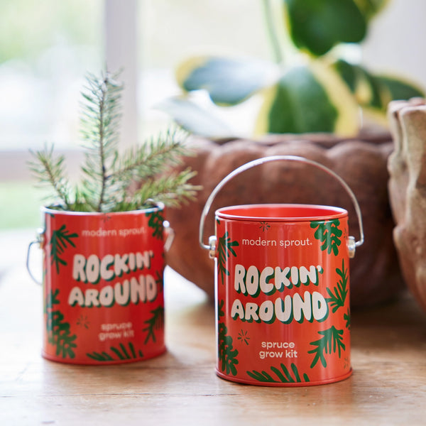 Holiday Complimentary Colors Grow Kits - Rockin' Around - Norway Spruce