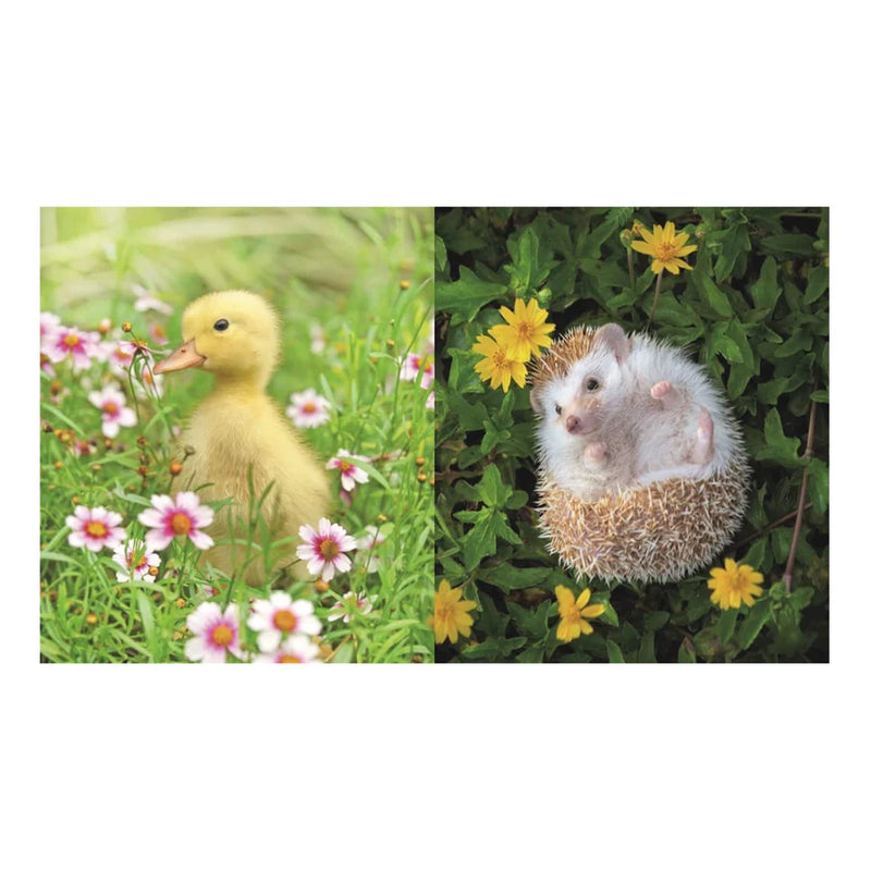 Book of Literally Just Tiny Animals Book